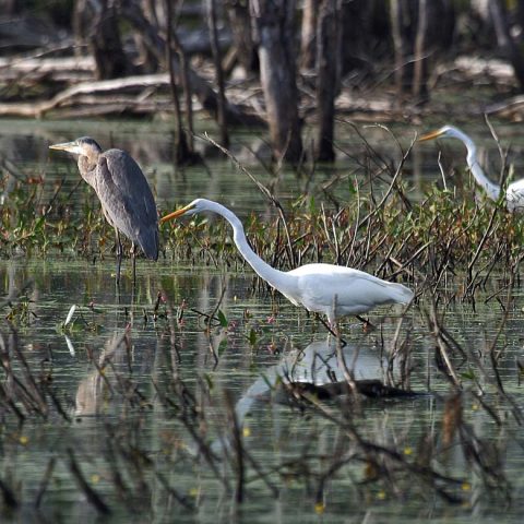 Two Egrets and One Heron, Sudbury, MA