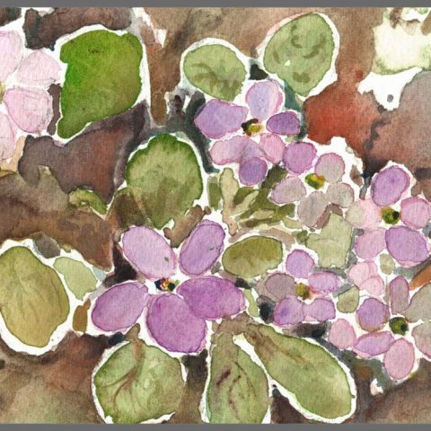 Primrose
