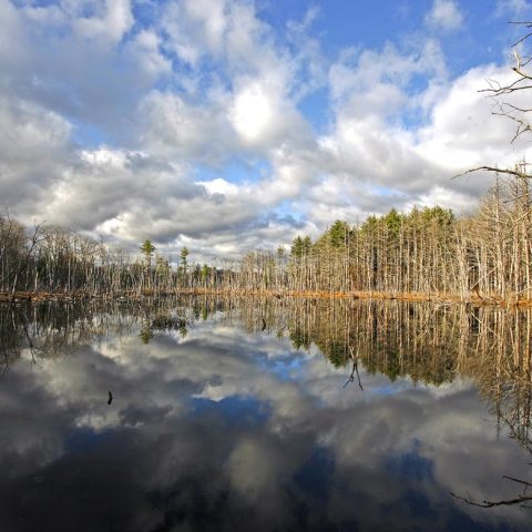 Wetland Reflections, Water Row, Sudbury