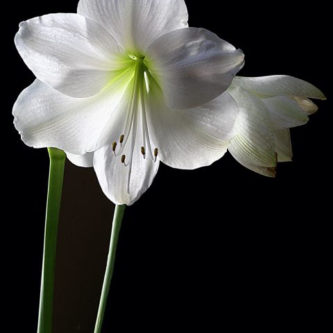 White Amaryllis