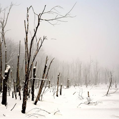Winter Wetland, Sudbury, MA [Best of Show 2007, SVT Photo Contest)