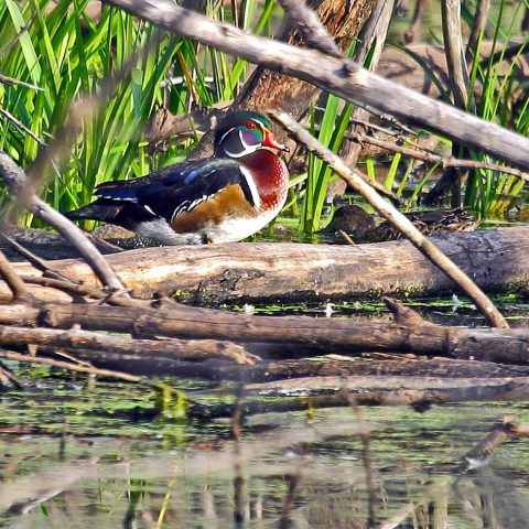 Wood Duck