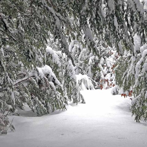 Woods Path in Winter