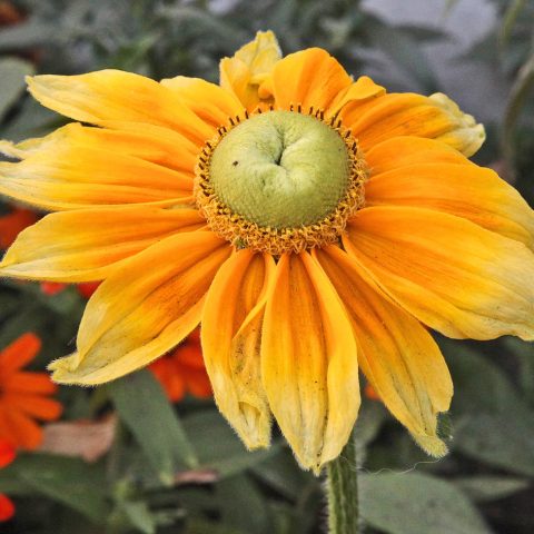 Yellow Flower at The Fells, Newbury NH