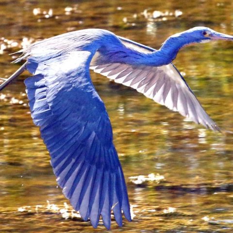 Young Great Blue Heron in Flight