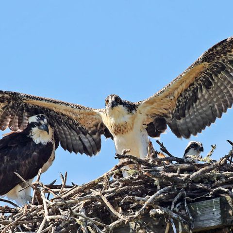 Young Osprey Spreads Wings A