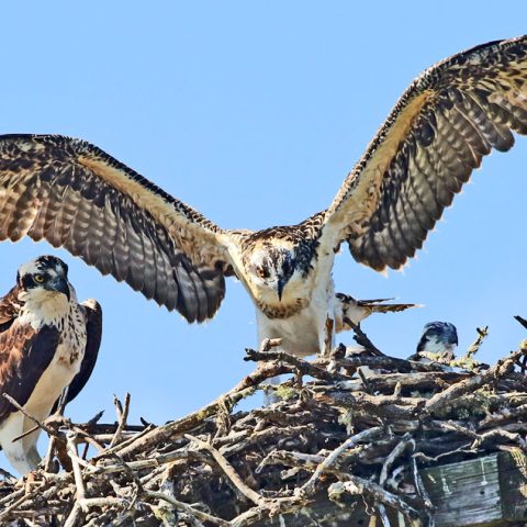 Young Osprey Spreads Wings B