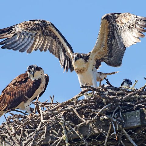 Young Osprey Spreads Wings C