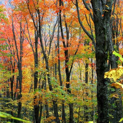 Zealand Notch Autumn Woods, NH