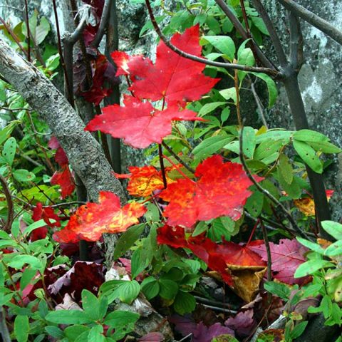Zealand Notch Valley Foliage, NH